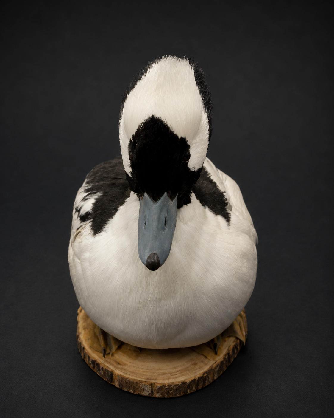 Waterfowl taxidermy