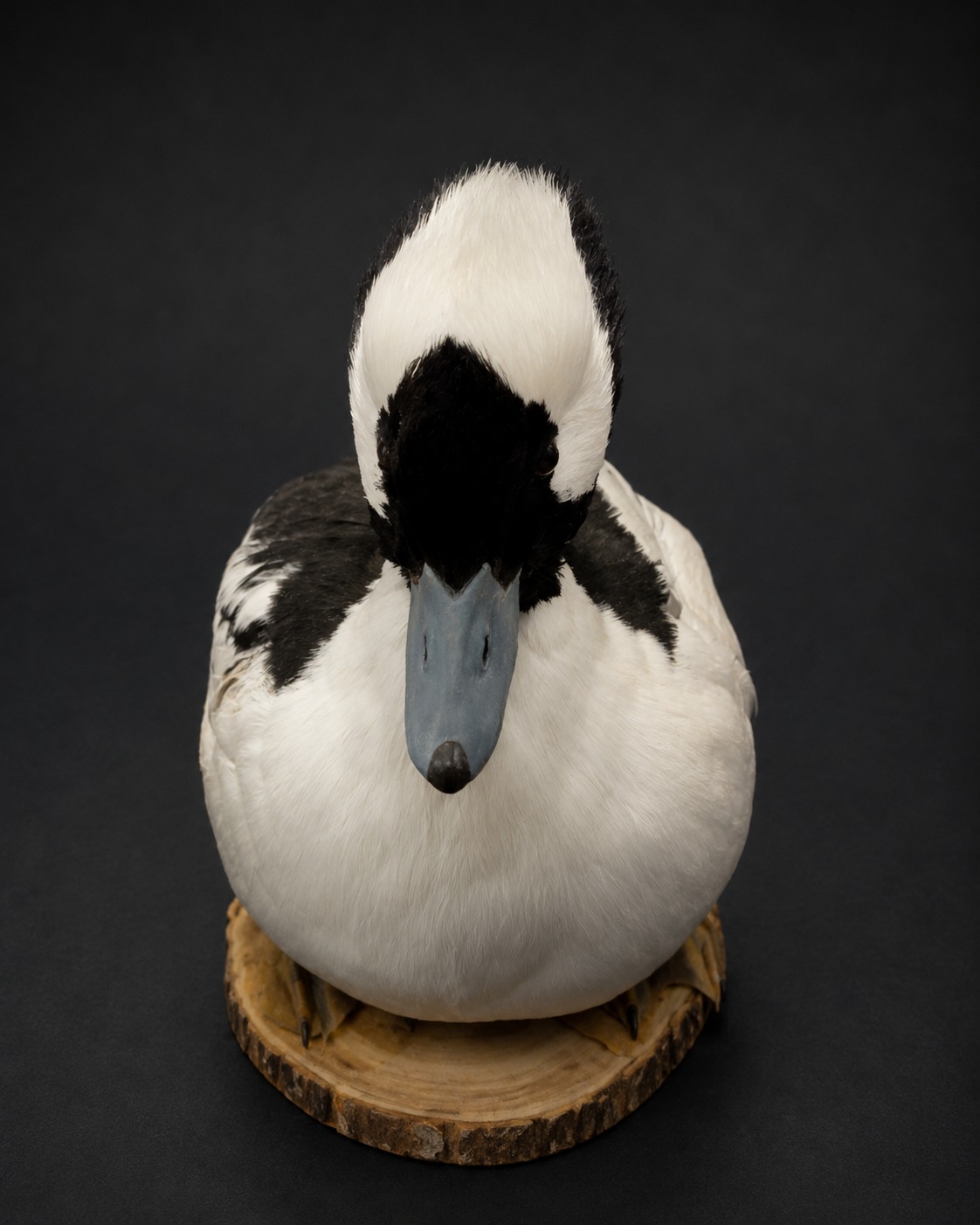 Waterfowl Taxidermy