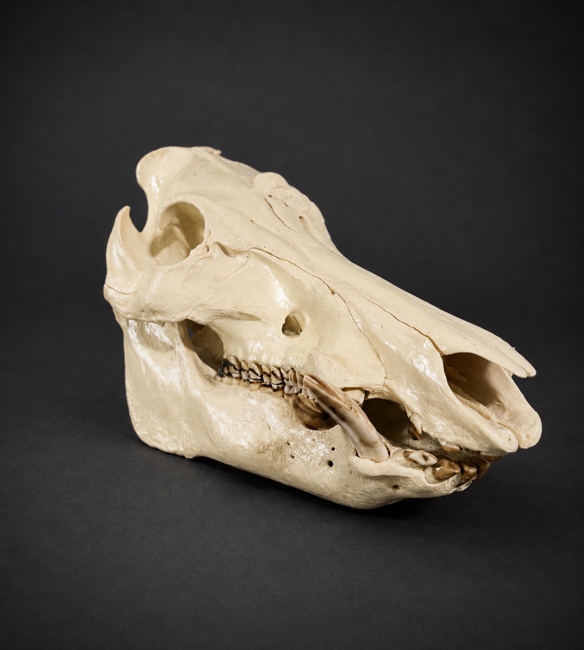 Custom Skull Finishes