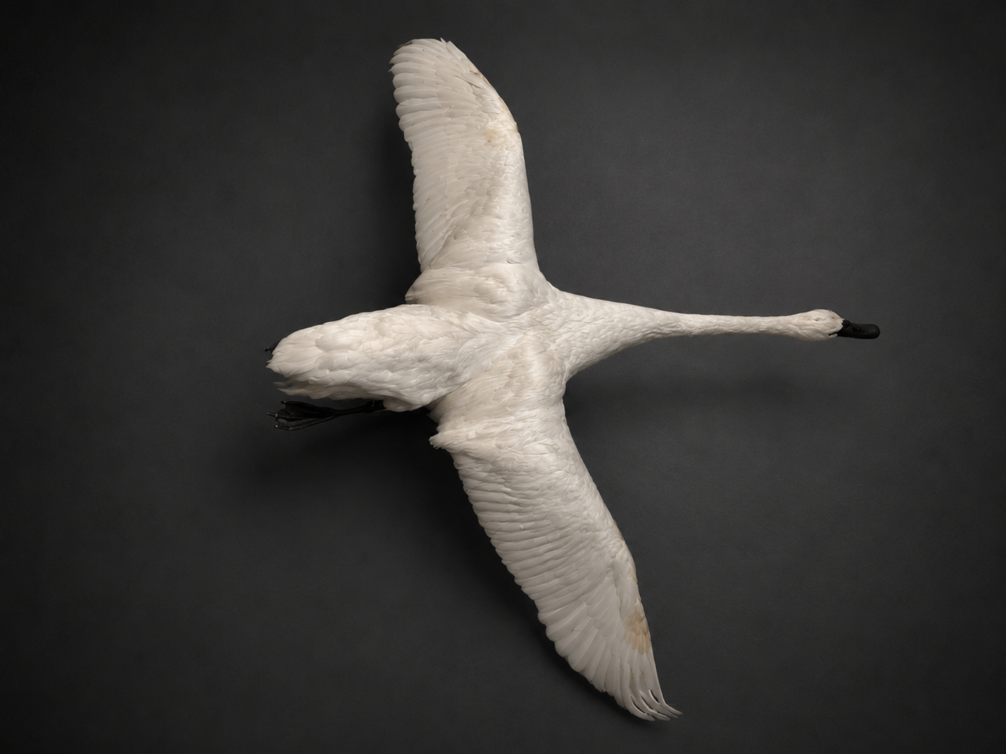 Swan taxidermy mount